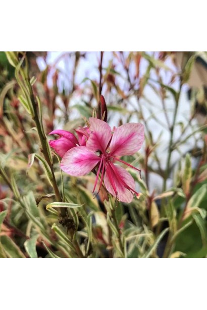 Гаура Ліндхеймера ‘Variegata Rose’ – строкате листя і рожеві квіти
